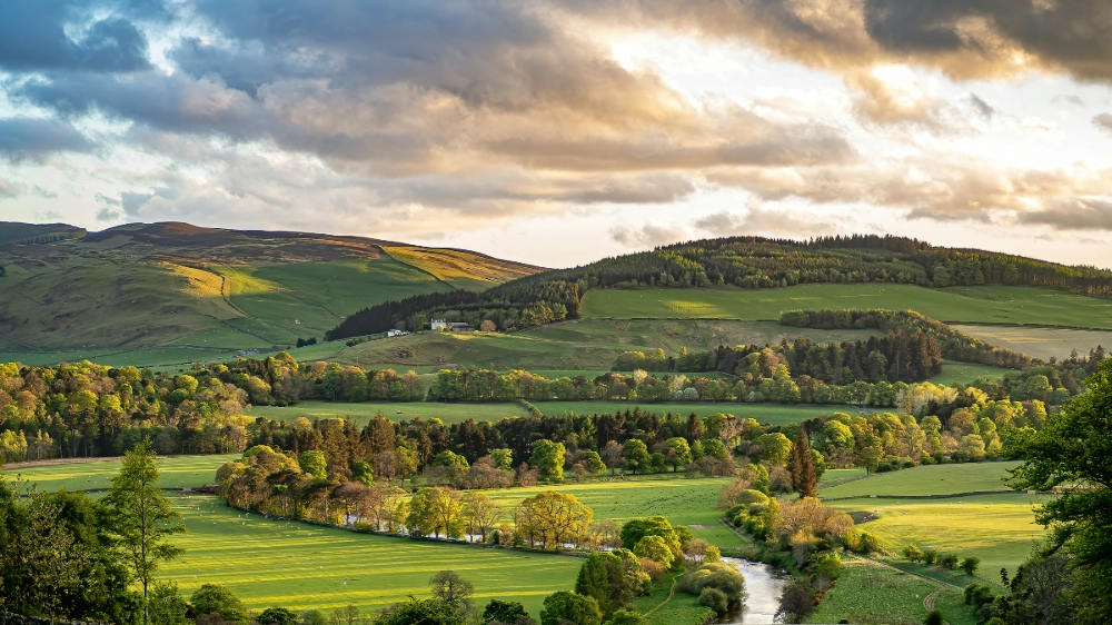 Player National template stock 4