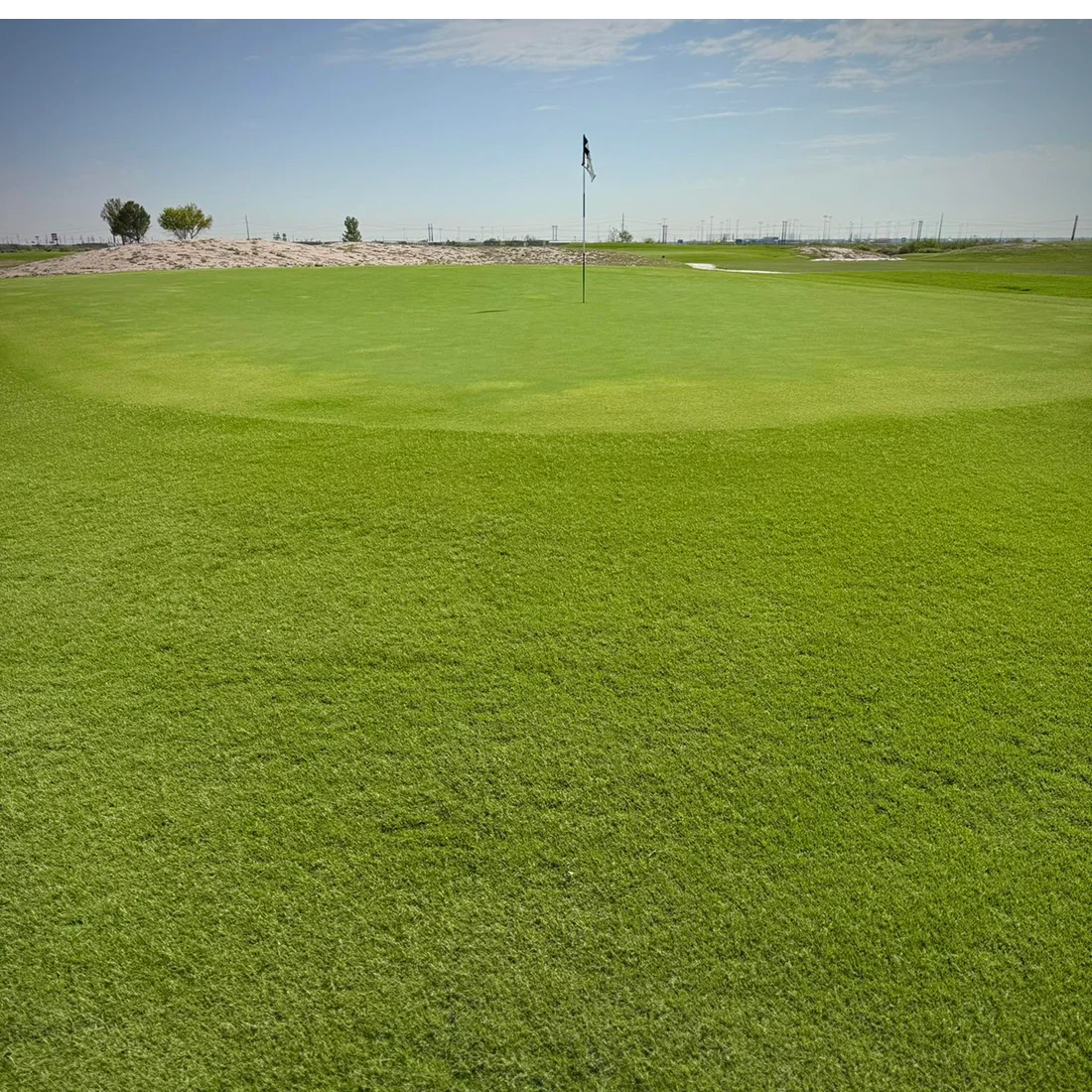 reeves.grass 1 reeves.grass 1